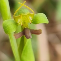 Habenaria acuminata (Thwaites) Trimen